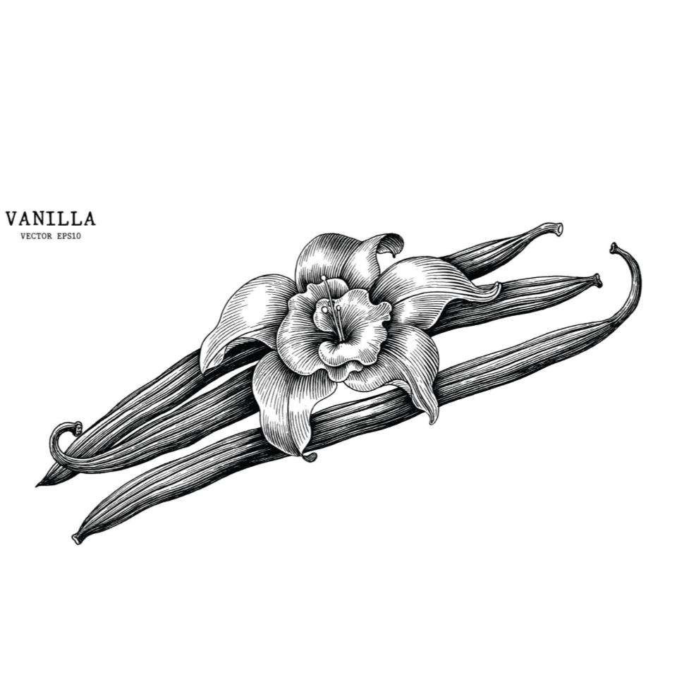 Sie betrachten gerade Die Geschichte der Gewürzvanille: von den Azteken bis in unser Lieblingsdessert