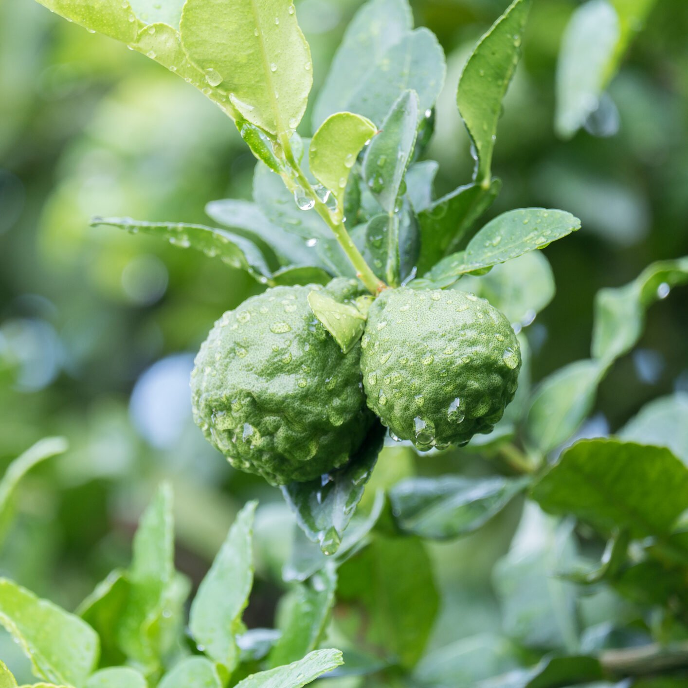 Sie betrachten gerade Das Geheimnis von Madagaskars exotischer Combava: Eine Frucht, die die Sinne begeistert