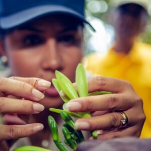 Mehr über den Artikel erfahren Vanille bestäuben: Die Kunst hinter der echten Madagaskar-Vanille