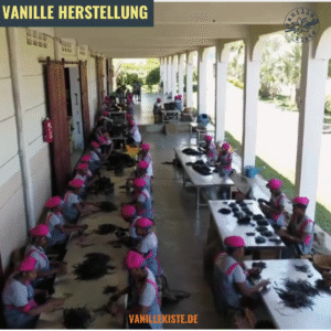 Mehr über den Artikel erfahren Vanille Herstellung: Die Reise der Bourbon-Vanille aus Madagaskar