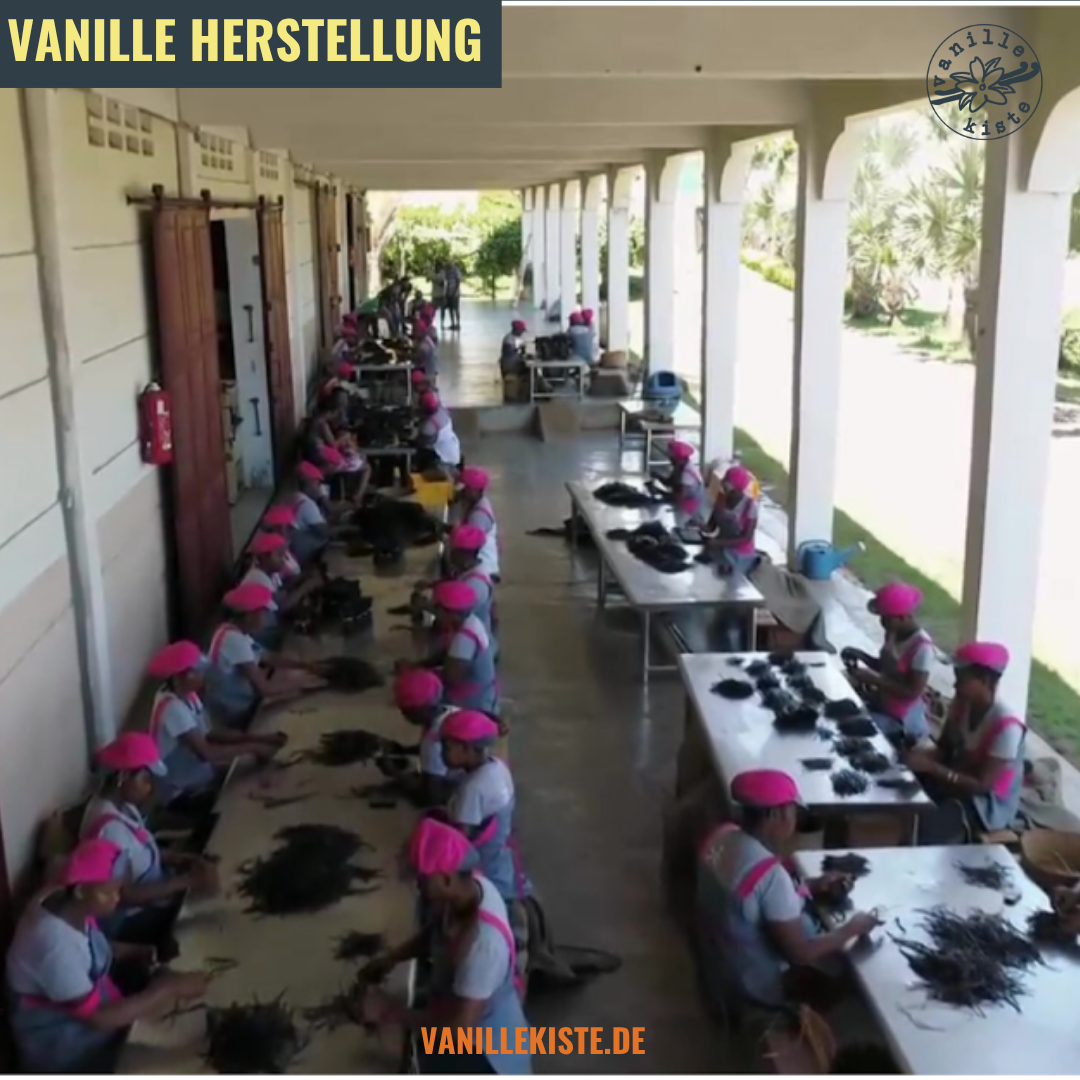 Sie betrachten gerade Vanille Herstellung: Die Reise der Bourbon-Vanille aus Madagaskar