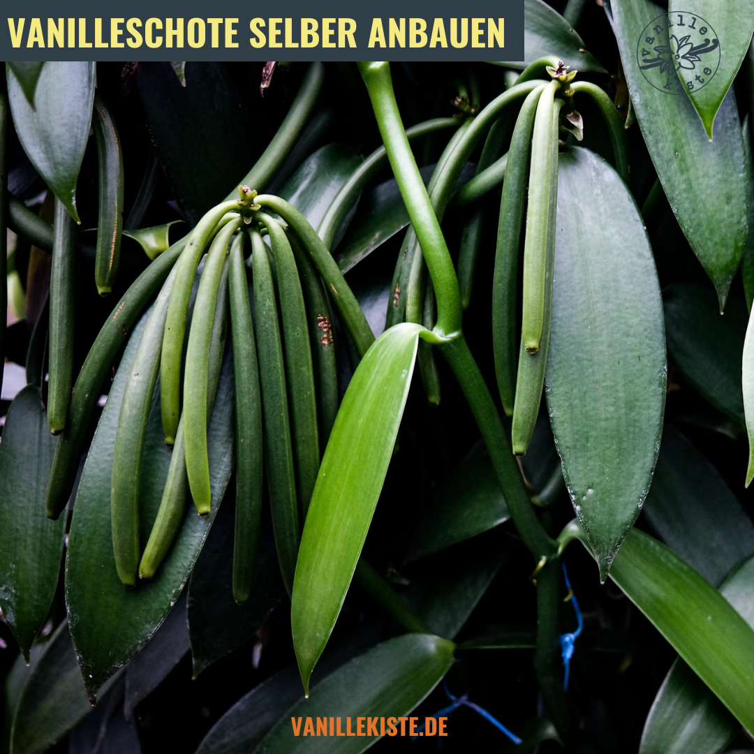 Sie betrachten gerade Vanilleschote selber anbauen – Ein Hauch von Madagaskar in deinem Zuhause