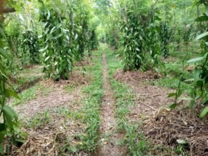 Mehr über den Artikel erfahren Wo wird Vanille angebaut? Ein Blick auf Madagaskars beste Vanille