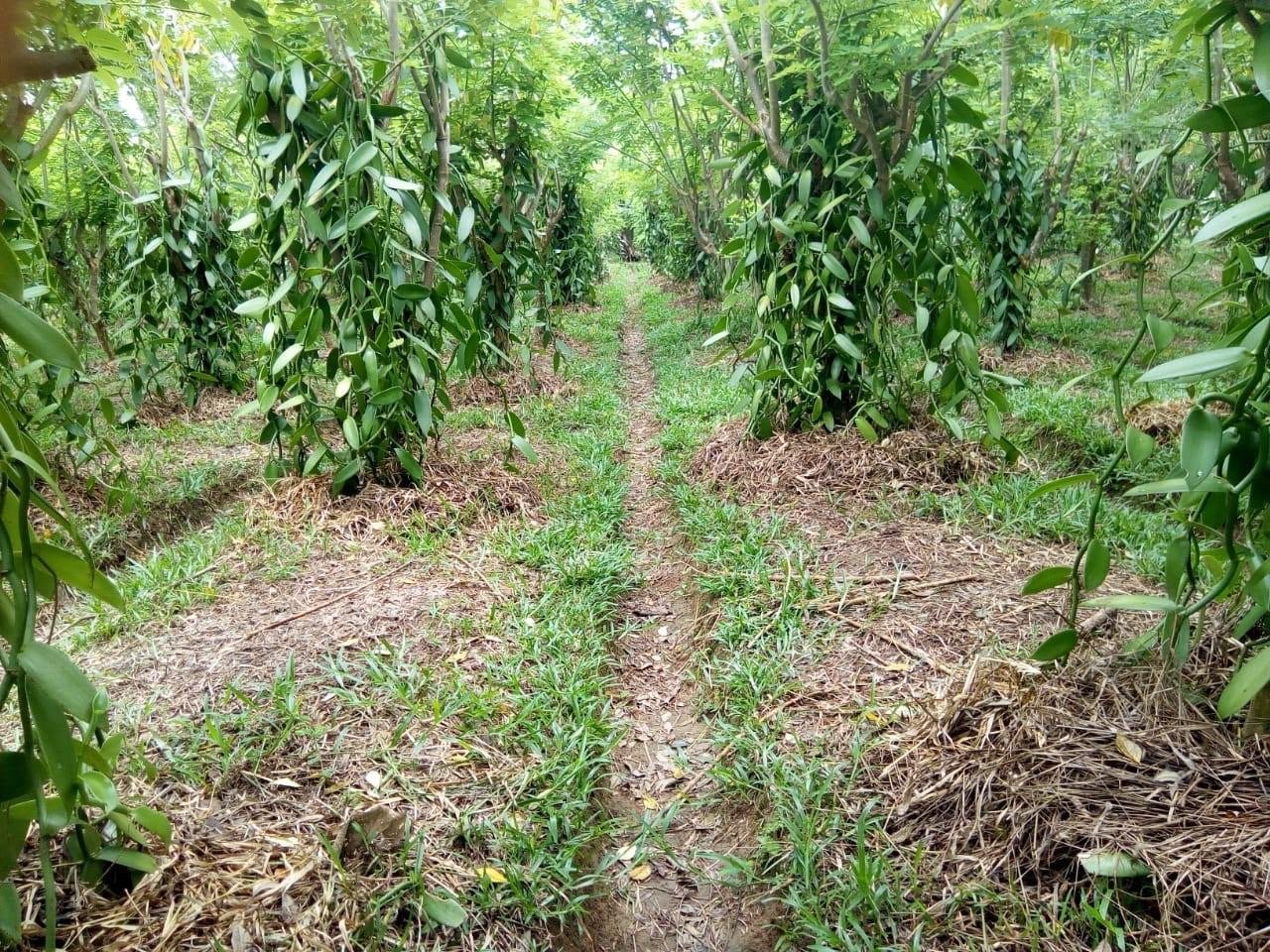 Sie betrachten gerade Wo wird Vanille angebaut? Ein Blick auf Madagaskars beste Vanille